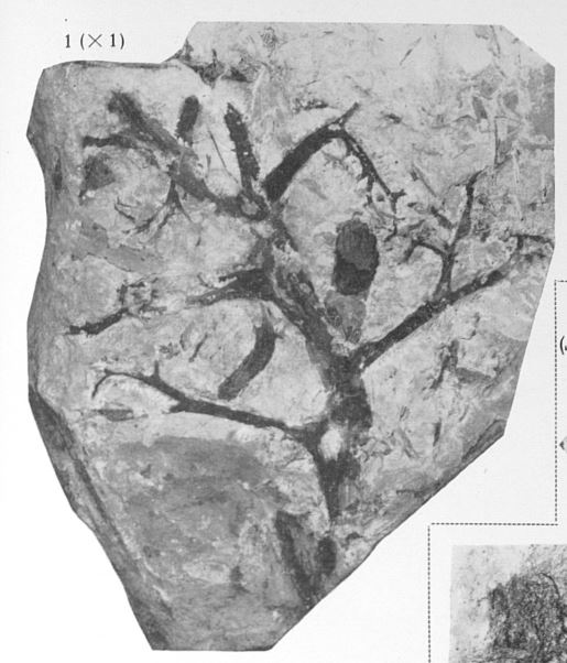 Fig. 1 - Aneurophyton (?) furcatum nov. sp. - Holotype. Grandeur naturelle (Planche de la publication)