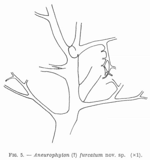 Texte-fig. 5 - Aneurophyton (?) furcatum nov. sp. 