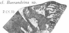 Fig. 2 - Ramification indéterminée (cf. Barrandeina sp.) Grandeur naturelle. 