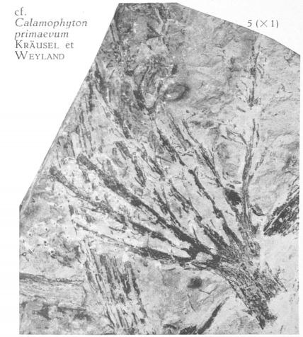 Fig. 5 -  Cf. Calamophyton primaevum Kräusel et Weyland. Grandeur naturelle. 
