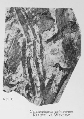 Fig. 6 - Calamophyton primaevum, Kräusel & Weyland. Grandeur naturelle