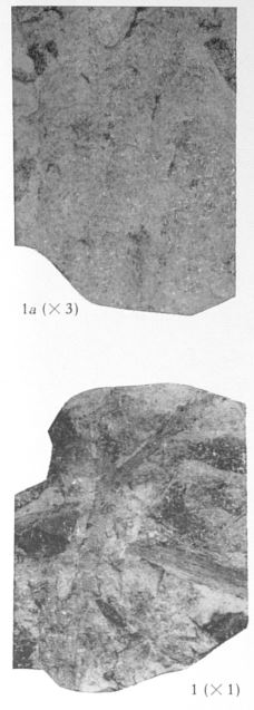 Fig. 1, 1a - 1 (D) : Calamophyton sp. Grandeur naturelle. 1a (U) : Fragment du même spécimen agrandi 3 fois de façon à faire ressortir l'ornementation superficielle. 