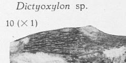 Fig. 10 - Dictyoxylon sp. Grandeur naturelle