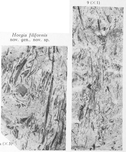 Fig. 9, 9a - Hoegia filiformis nov. gen., nov. sp. 9 (R) : Grandeur naturelle. Filaments étroits accompagnés de sporanges quelque peu divers. 9a (L) : Sporanges figurant sur la même plaque fossilifère agrandis 3 fois, allongés, étroits, peu nombreux, terminant de longs pédicelles.   