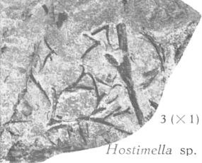 Fig. 3 - Hostimella sp. Grandeur naturelle 