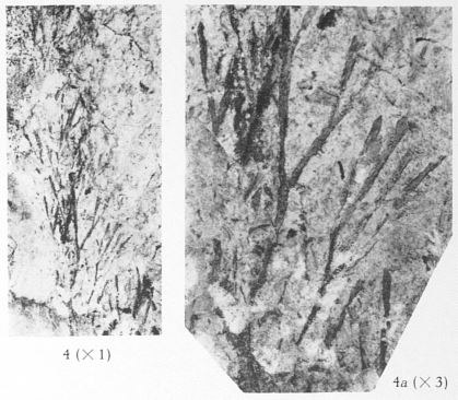 Fig. 4, 4a - Hyenia elegans Kräusel & Weyland. 4 (L) : Grandeur naturelle ; 4a (R) : Le même spécimen agrandi 3 fois