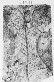 Fig. 3 - Hyenia elegans Kräusel & Weyland. Grandeur naturelle