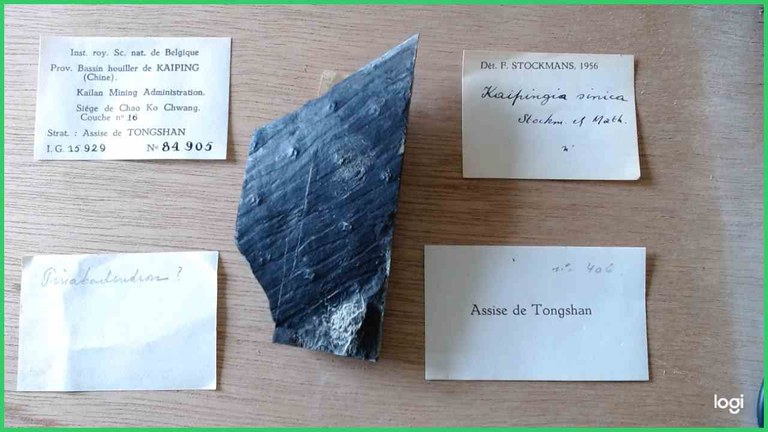 IRSNB b 8572 - Specimens & Labels