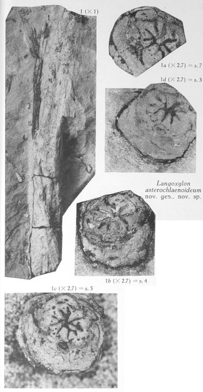 Fig. 1a-d - Langoxylon asterochlaenoideum nov. gen. nov. sp. - Holotype. 