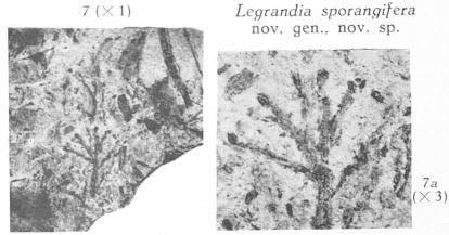 Fig. 7, 7a - Legrandia sporangifera nov. sp. : 7 (L) & 7a (R)