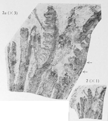Fig. 2, 2a - 2 (D) : Lerichea krystofovitchii nov. gen., nov. sp. - Holotype. Grandeur naturelle. 2a (U) : - Le même spécimen agrandi 3 fois. Les flèches indiquent les ramifications de la plage centrale. 