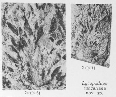 Fig. 2, 2a - 2 (R) : Lycopodites runcaria nov. sp. - Holotype. Grandeur naturelle. 2a (L) : Le même spécimen agrandi 3 fois 