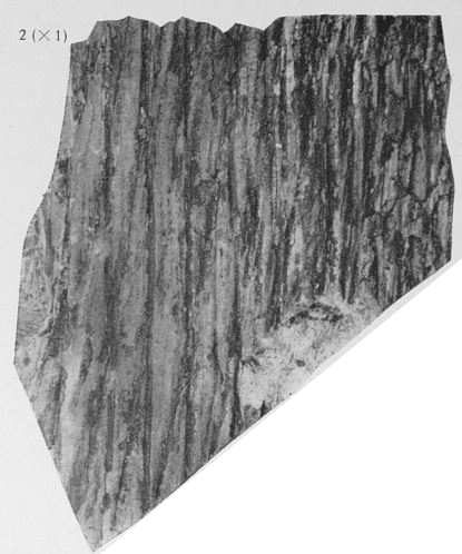 Fig. 2 - Lyginodendron sp. Grandeur naturelle 