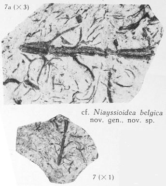 Fig. 7, 7a - 7 (D) : cf. Niayssioidea belgica nov. sp. Grandeur naturelle. 7a (U) : Le même spécimen agrandi 3 fois. 