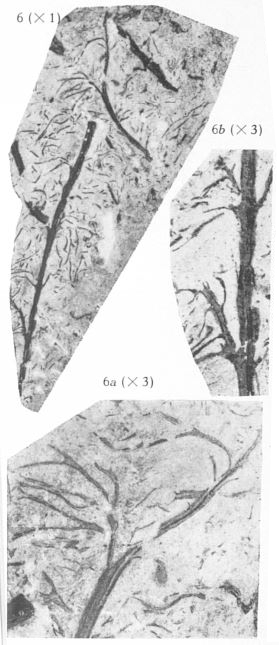 Fig. 6, 6a, 6b - Cf. Niayssioidea belgica nov. gen., nov. sp. 6 (U) : Grandeur naturelle. 6a (D) : Un rameau agrandi 3 fois montrant la ramification d'une feuille, la carène longitudinale de l'axe. 6b (R) : Deux ramifications latérales agrandies 3 fois. 