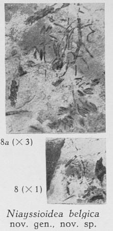 Fig. 8, 8a - Niayssioidea belgica nov. gen., nov sp. : 8 (down) & 8a (up)