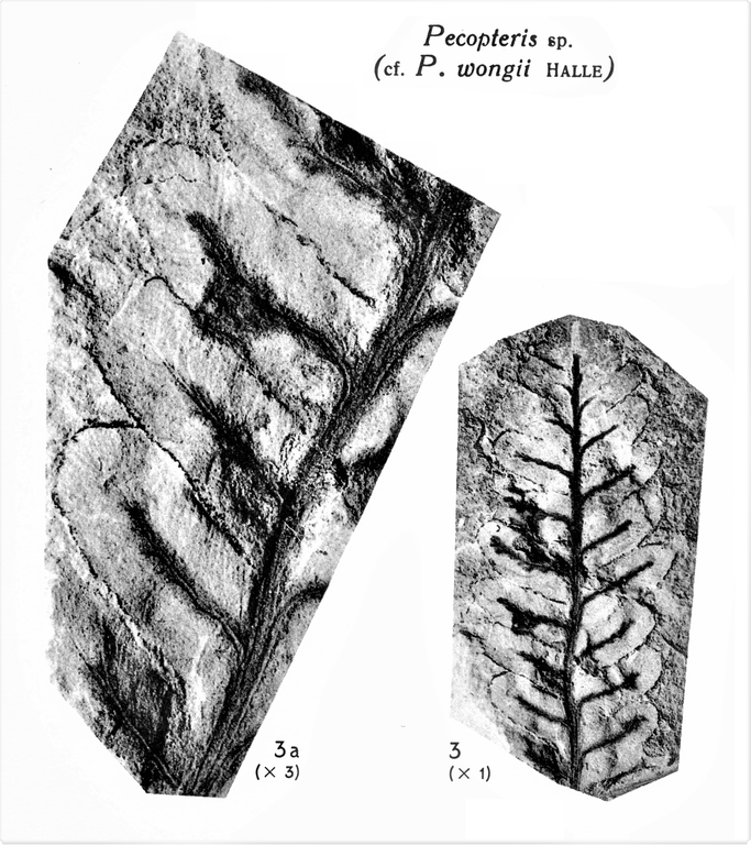 Pl. XII ; Fig 3, 3a
