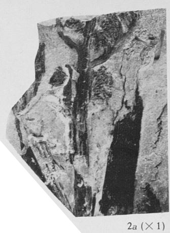 Fig. 2a - Contre empreinte du spécimen IRSNB b 7000. Grandeur naturelle