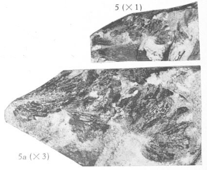 Fig. 5, 5a - 5 (up) :Protopteridium thomsoni (Dawson). Grappes de sporanges en grandeur naturelle. 5a (down) : le même spécimen agrandi 3 fois.