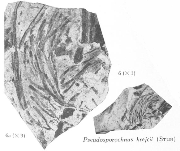 Fig. 6, 6a - 6 (R) : Pseudosporochnus krejcii (Stur) Grandeur naturelle. 6a (L) : Le même spécimen agrandi 3 fois