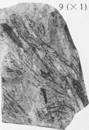 Fig. 9 - Pseudosporochnus krejcii (Stur). Grandeur naturelle