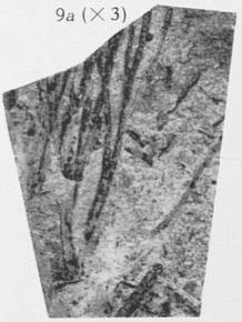 Fig. 9a - Fragment du même spécimen agrandi 3 fois 