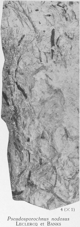 Fig. 4 - Cf. Pseudosporochnus nodosus Leclercq & Banks. Grandeur naturelle. 