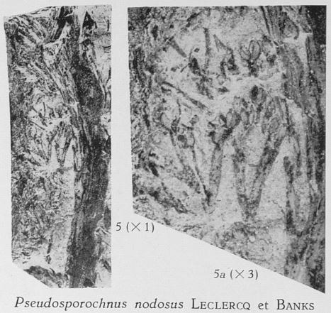 Fig. 5, 5a - 5 (L) : cf. Pseudosporochnus nodosus Leclercq & Banks. Grandeur naturelle. 5a (R) : sporanges agrandies 3 fois