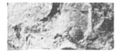 Fig. 5 - Reniera verrucosa nov. gen., nov. sp. - Holotype 