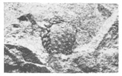 Fig. 5a - Le même spécimen agrandi 3 fois 