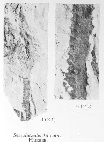 Fig. 1, 1a  - Serrulacaulis furcatus Hueber. 1 (L) : Grandeur naturelle. 1a (R) : Fragment du même spécimen agrandi 3 fois 