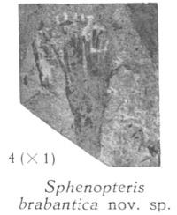 Fig. 4 - Sphenopteris brabantica nov. sp. Grandeur naturelle.