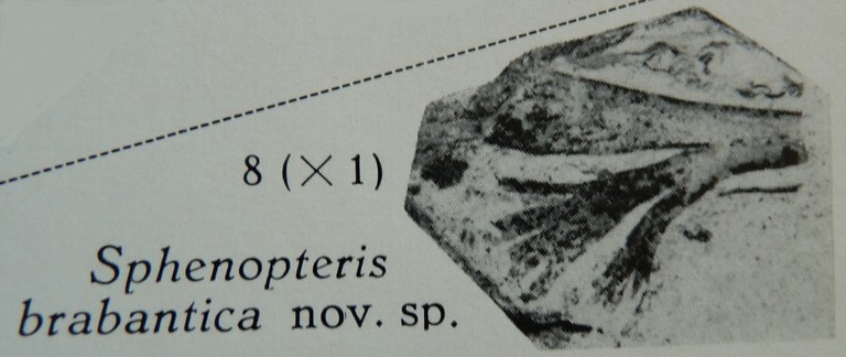 Fig. 8 - Sphenopteris brabantica nov. sp. Grandeur naturelle.