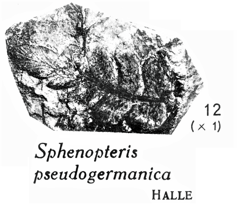 Pl. II ; Fig 12