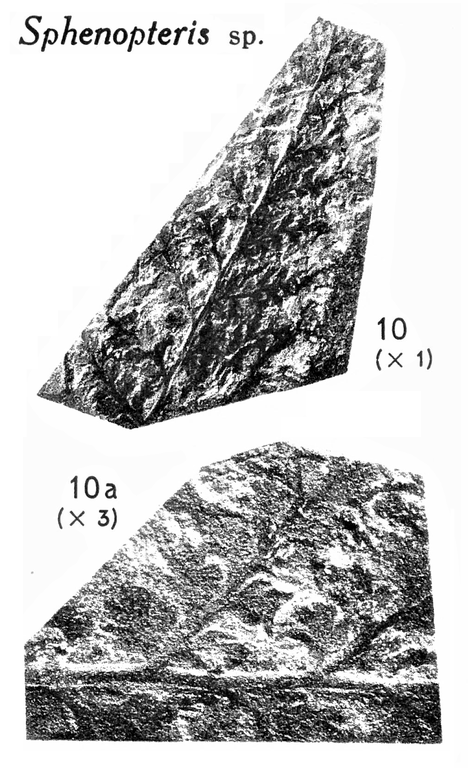 Pl. II ; Fig 10, 10a
