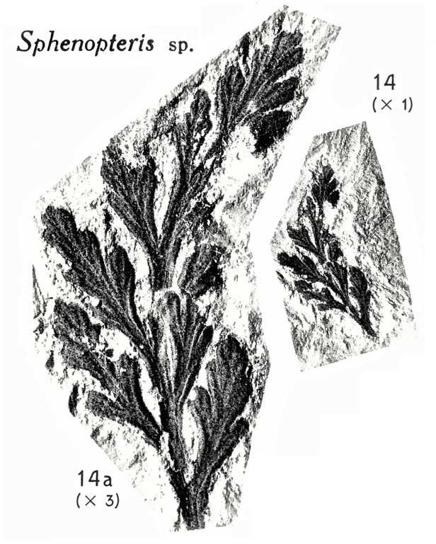 Pl. II ; Fig 14, 14a