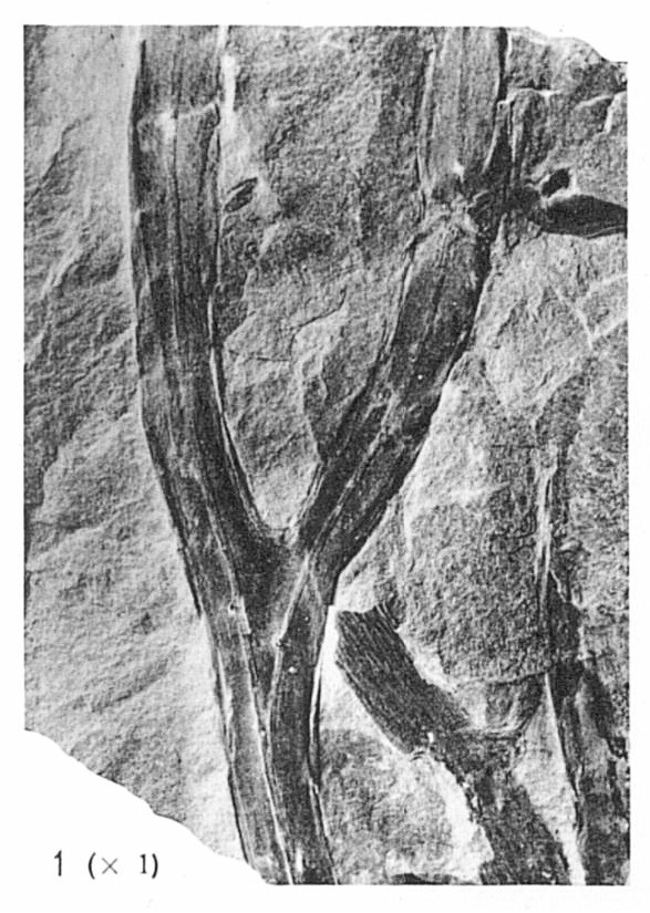 Fig 1 - Stockmansella langii