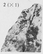 Fig. 2 - Svalbardia avelinesiana nov. sp. Sporanges en grandeur naturelle. 