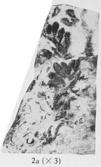 Fig. 2a - Les mêmes sporanges agrandis 3 fois