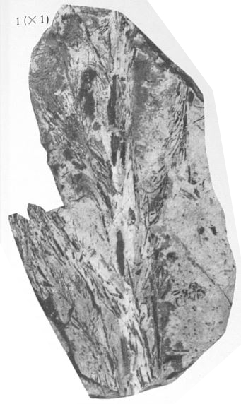 Fig. 1 - Svalbardia avelinesiana nov. sp. Grandeur naturelle. 