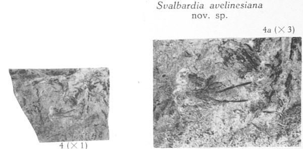 Fig. 4, 4a - 4 (L) : Svalbardia avelinesiana nov. sp. Grandeur naturelle. 4a (R) : Le même spécimen agrandi 3 fois  