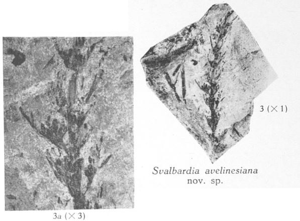 Fig. 3, 3a - 3 (R) : Svalbardia avelinesiana nov. sp. Grandeur naturelle. 3a (L) : Partie du même spécimen agrandie 3 fois 