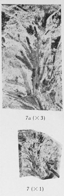 Fig. 7, 7a - 7 (D) : Svalbardia avelinesiana nov. sp. Grandeur naturelle. 7a (U) : Le même spécimen agrandi 3 fois. 