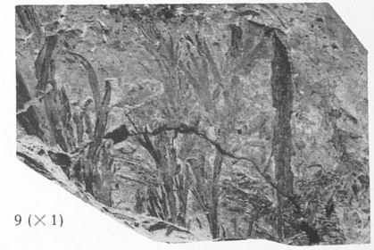Fig. 9 - Svalbardia avelinesiana nov. sp. Grandeur naturelle. 