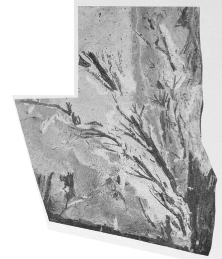 Fig. 3 - Svalbardia avelinesiana nov. sp. Grandeur naturelle. 