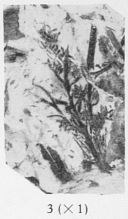 Fig. 3 - Svalbardia avelinesiana nov. sp. Sporanges en grandeur naturelle