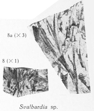 Fig. 8, 8a - 8 (D) : Svalbardia sp. Grandeur naturelle. 8a (U) : Le même spécimen agrandi 3 fois 