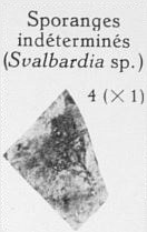 Fig. 4 - Sporanges indeterminés en grandeur naturelle (Svalbardia sp.)