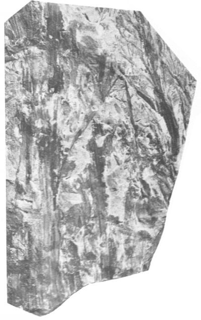 Fig. 4 - Thamnocladites vanopdenboschii nov. gen., nov. sp. Grandeur naturelle.
