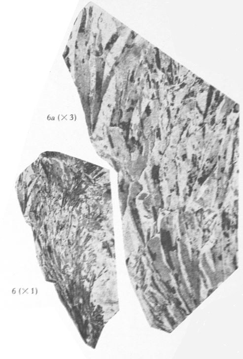 Fig. 6, 6a  - 6 : Thamnocladites vanopdenboschii nov. gen., nov. sp. Grandeur naturelle. 6a : Le même spécimen agrandi 3 fois